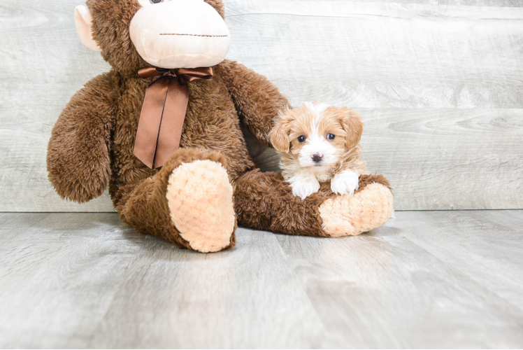 Fluffy Maltipoo Poodle Mix Pup