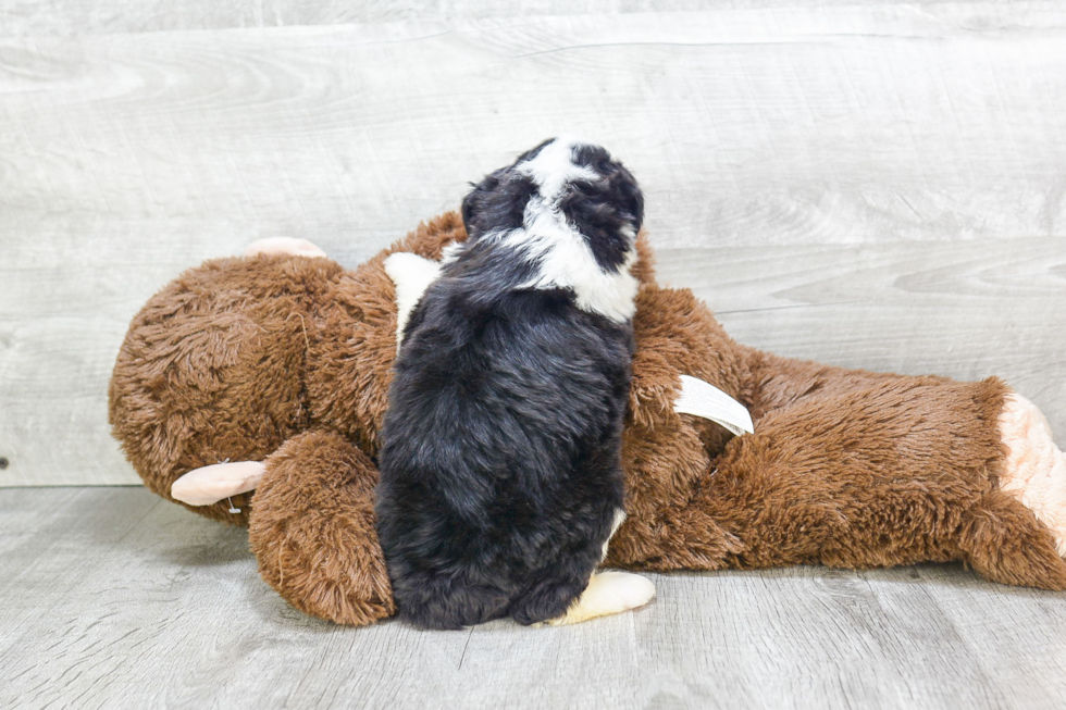 Mini Bernedoodle Pup Being Cute