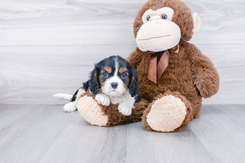 Little Cavalier King Charles Spaniel Purebred Pup
