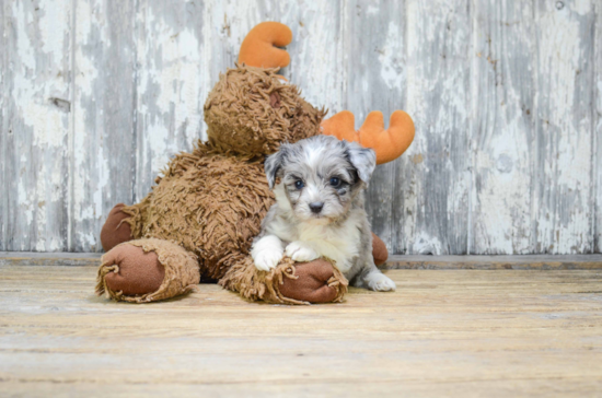 Mini Aussiedoodle Pup Being Cute