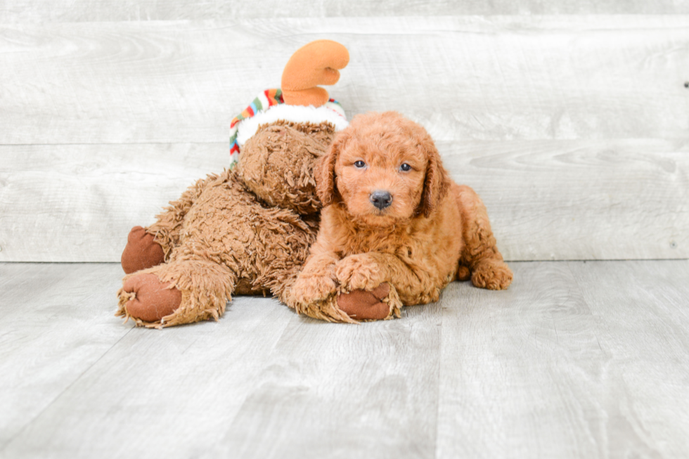 Funny Mini Goldendoodle Poodle Mix Pup