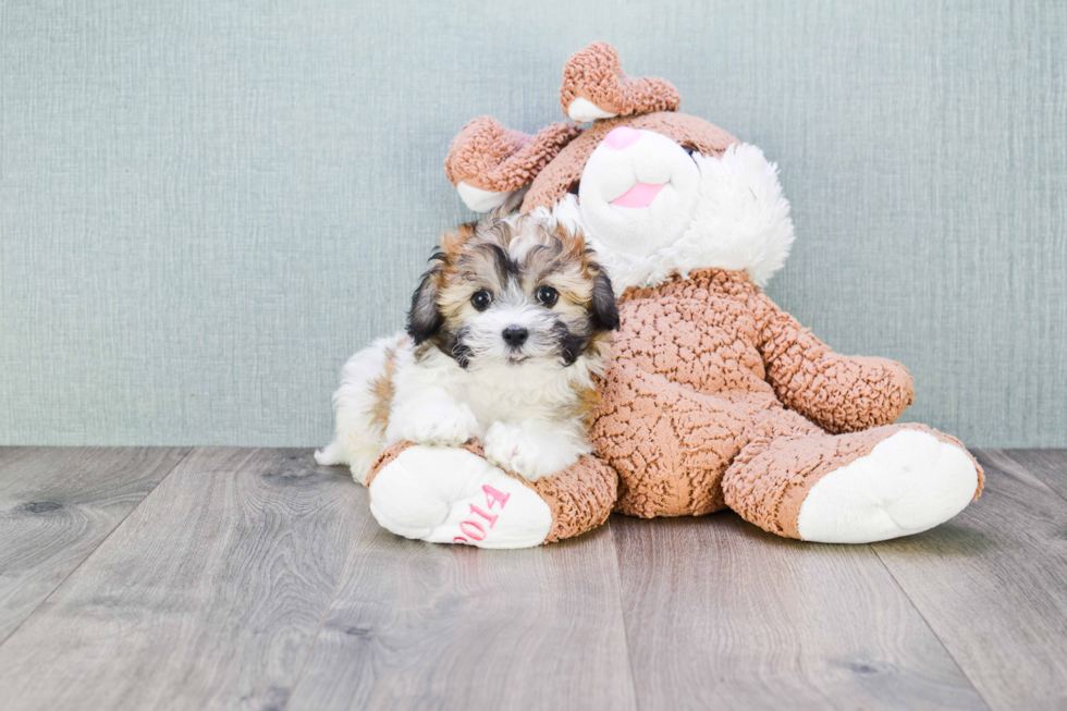 Cute Havanese Purebred Puppy