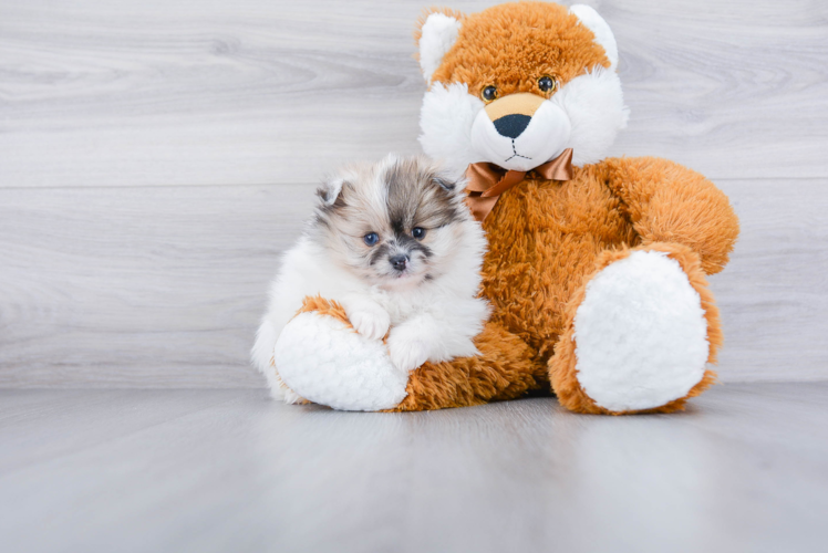 Happy Pomeranian Purebred Puppy