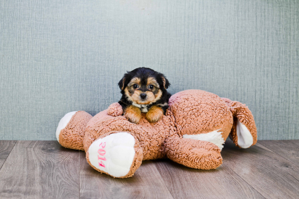 Cute Morkie Baby