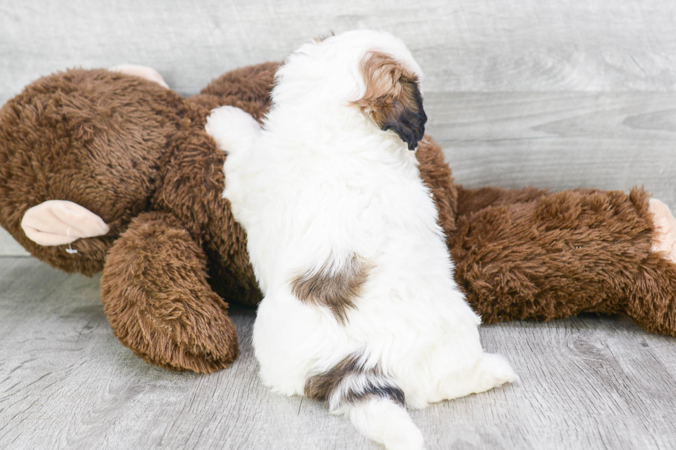 Teddy Bear Pup Being Cute