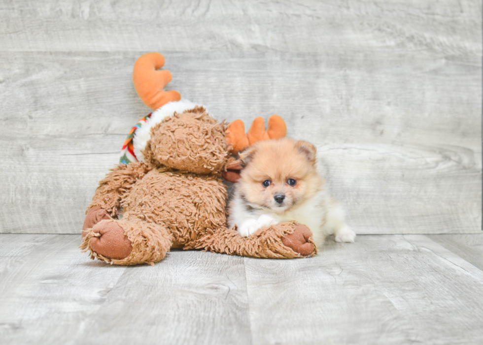 Cute Pomeranian Purebred Puppy