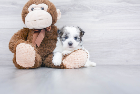 Friendly Morkie Baby