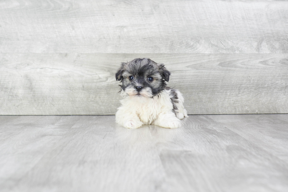 Havanese Pup Being Cute