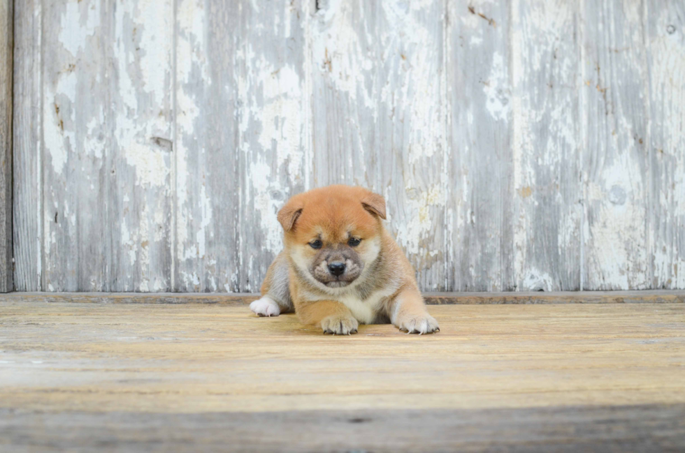 Shiba Inu Puppy for Adoption