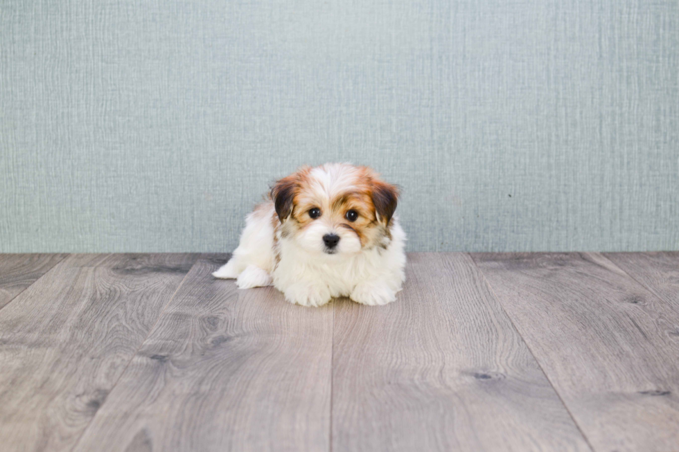 Friendly Morkie Baby