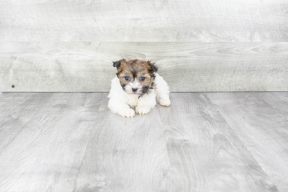 Fluffy Havanese Purebred Puppy
