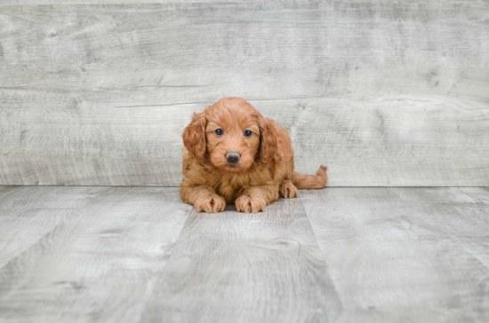 Little Golden Retriever Poodle Mix Puppy