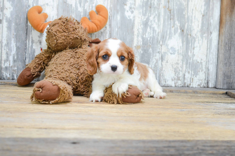 Cavalier King Charles Spaniel Pup Being Cute