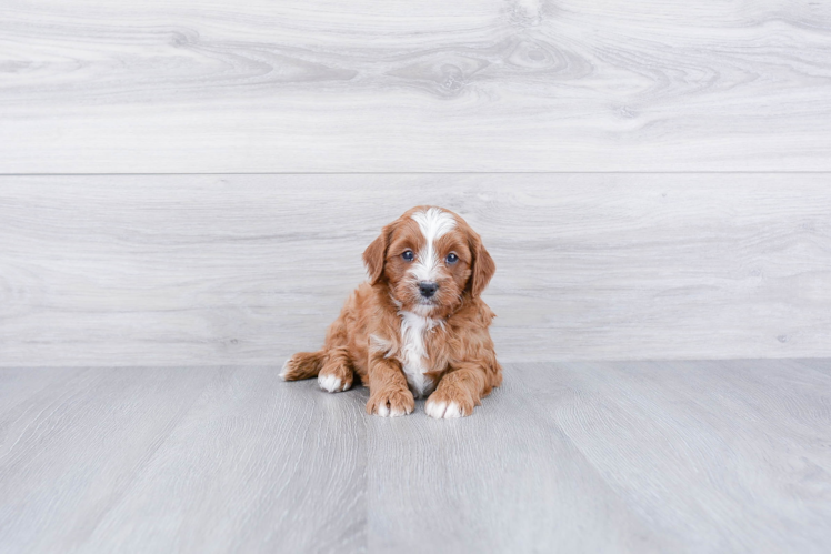 Friendly Cavapoo Baby