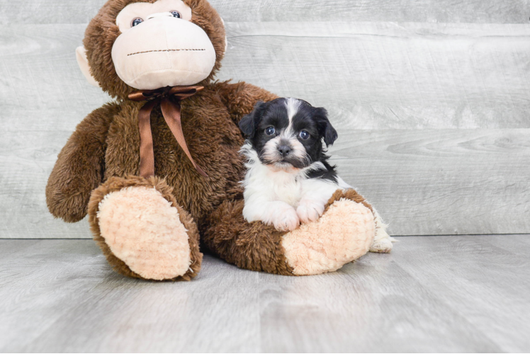 Happy Teddy Bear Baby