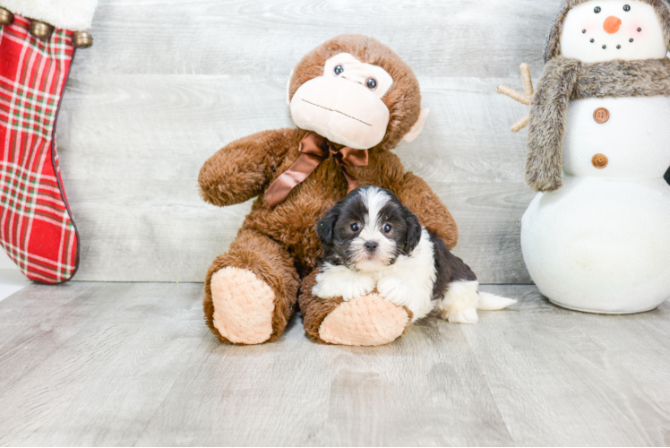 Teddy Bear Pup Being Cute