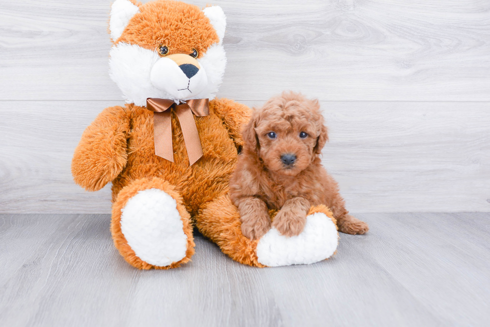 Best Mini Goldendoodle Baby