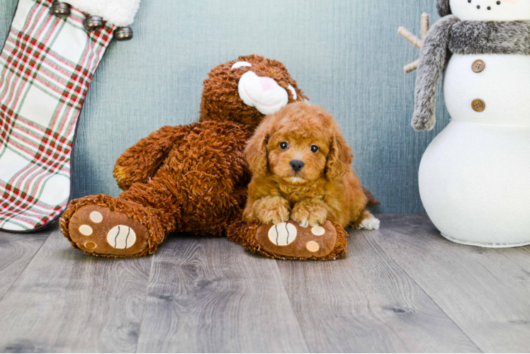Cavapoo Puppy for Adoption