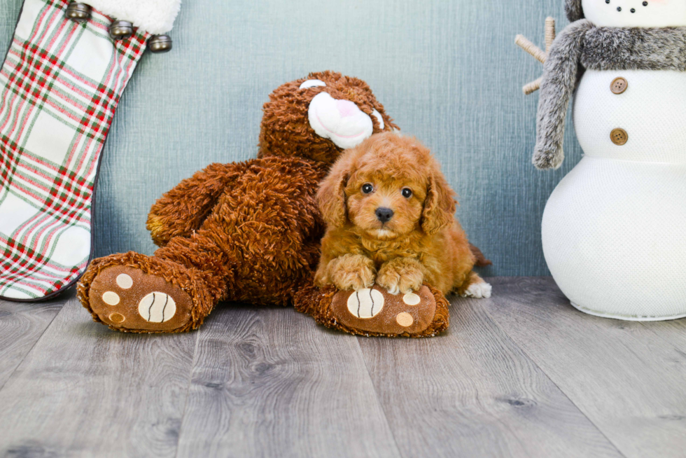 Cavapoo Puppy for Adoption