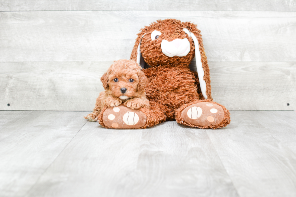 Funny Cavapoo Poodle Mix Pup