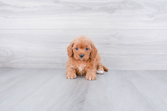 Cavapoo Puppy for Adoption