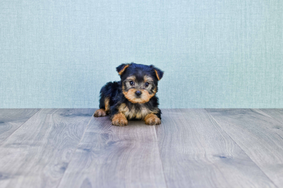 Meet Izzie - our Yorkshire Terrier Puppy Photo 