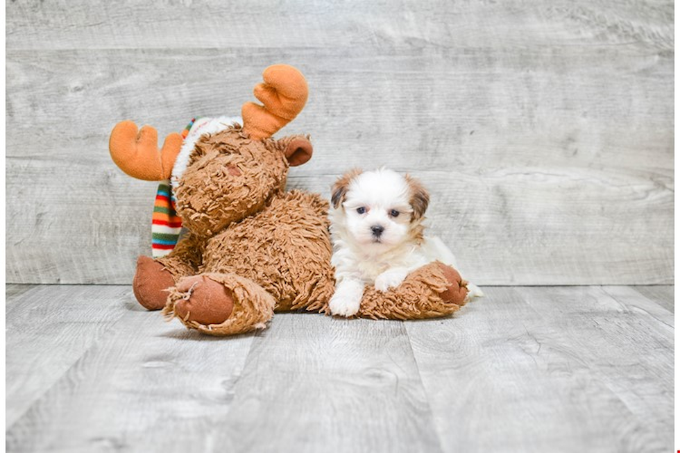 Morkie Puppy for Adoption