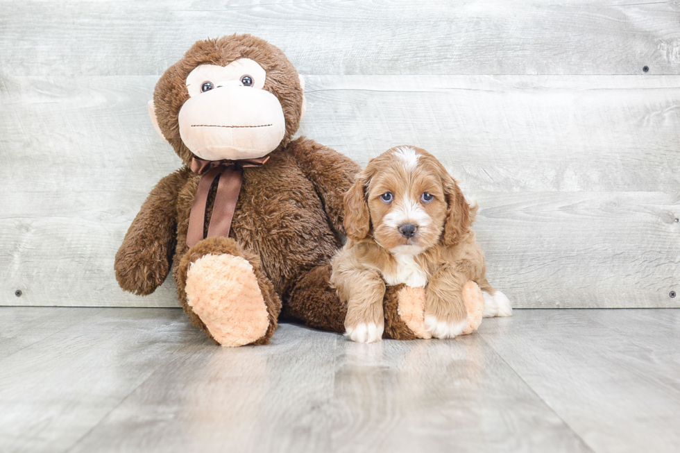 Playful Cockerpoo Poodle Mix Puppy