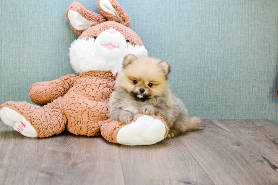 Friendly Pomeranian Baby