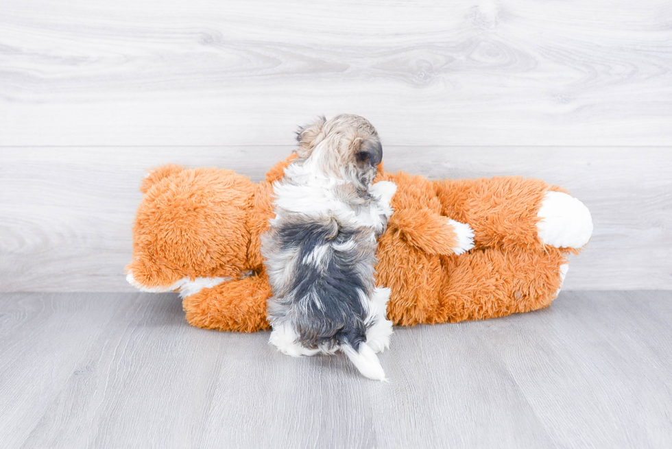 Popular Havanese Baby