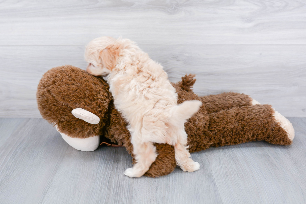 Maltipoo Pup Being Cute