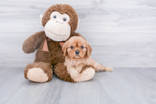 Cavalier King Charles Spaniel Pup Being Cute