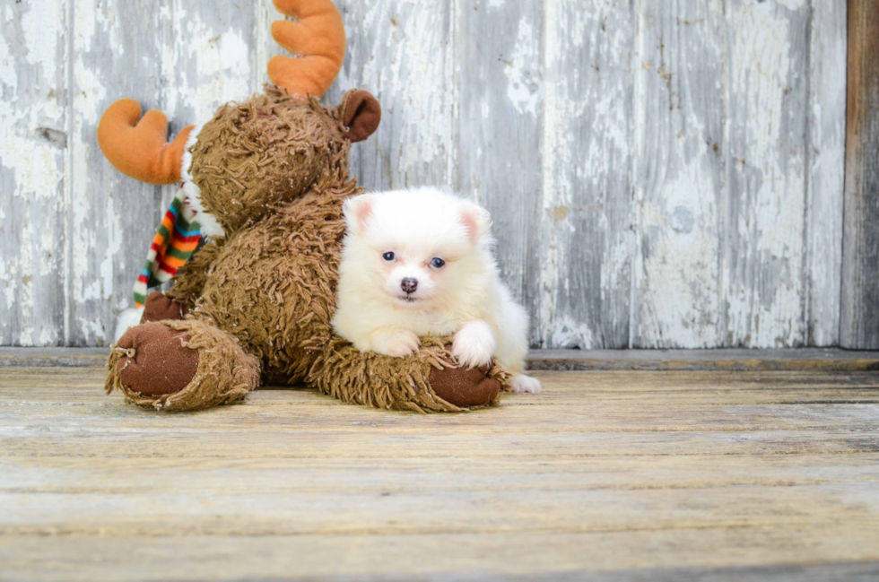 Petite Pomeranian Purebred Puppy