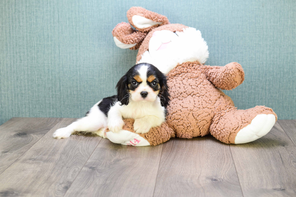 Funny Cavalier King Charles Spaniel Purebred Pup