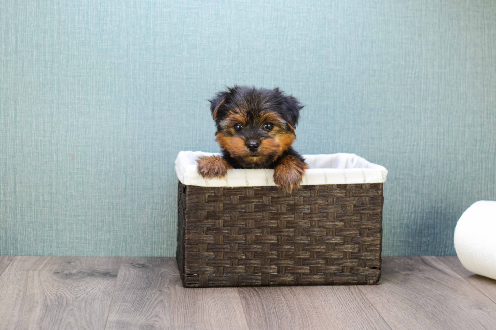 Meet Bella - our Yorkshire Terrier Puppy Photo 