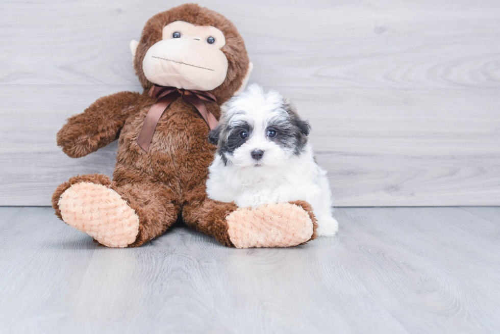 Popular Havanese Baby