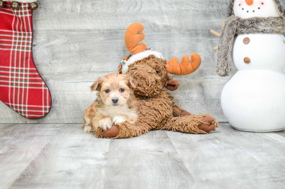 Friendly Morkie Baby