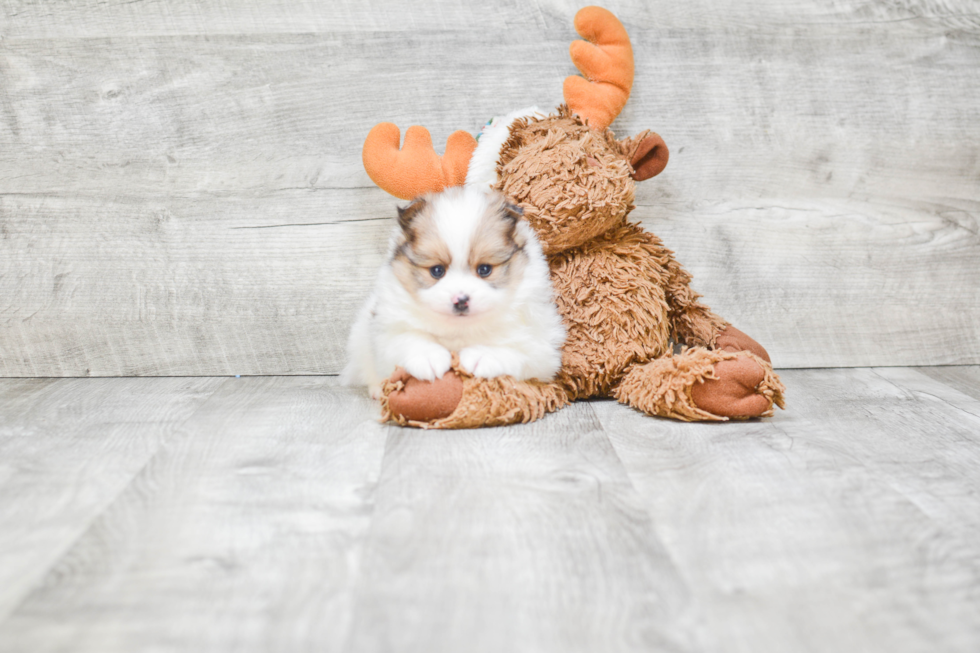 Small Pomeranian Purebred Pup