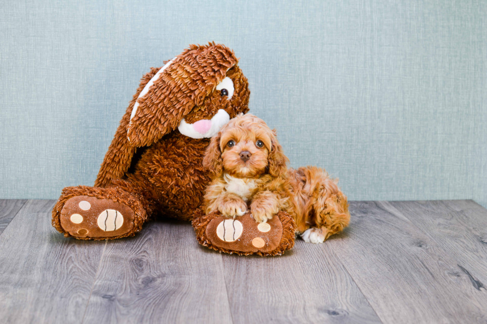 Cockapoo Pup Being Cute