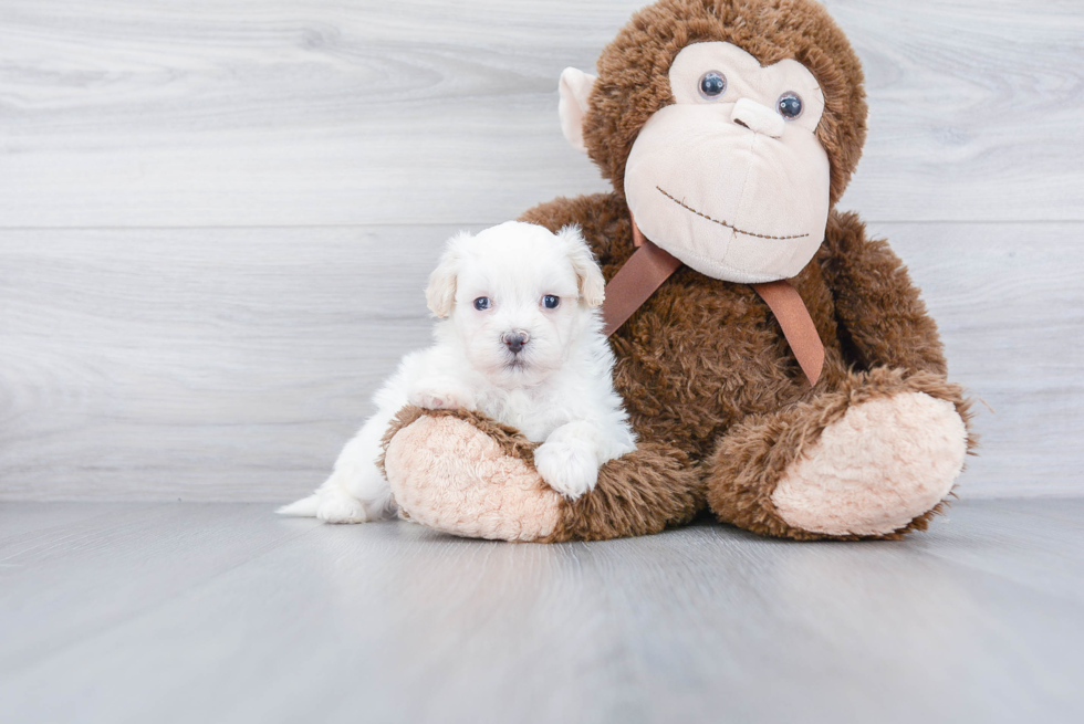 Shih Poo Puppy for Adoption