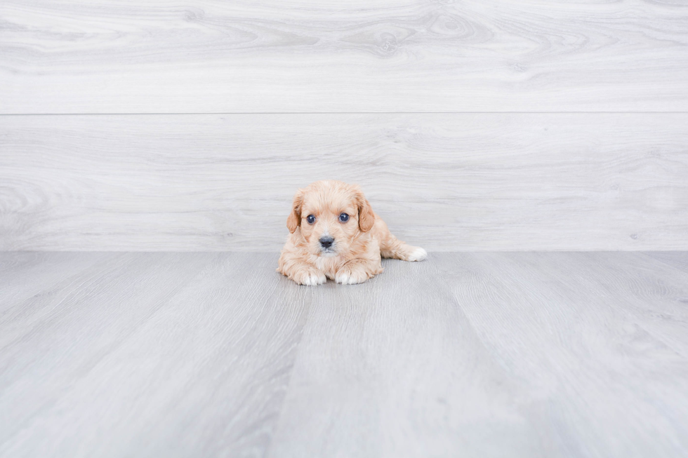 Petite Cavapoo Poodle Mix Pup