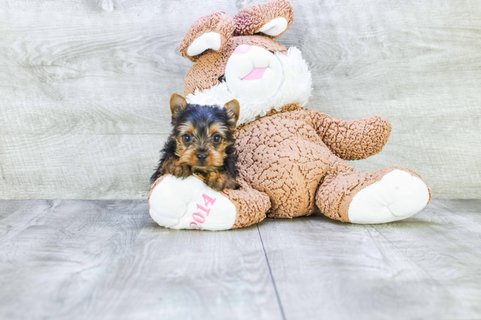 Meet Tinkerbell - our Yorkshire Terrier Puppy Photo 