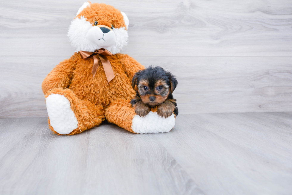 Meet Rebecca - our Yorkshire Terrier Puppy Photo 