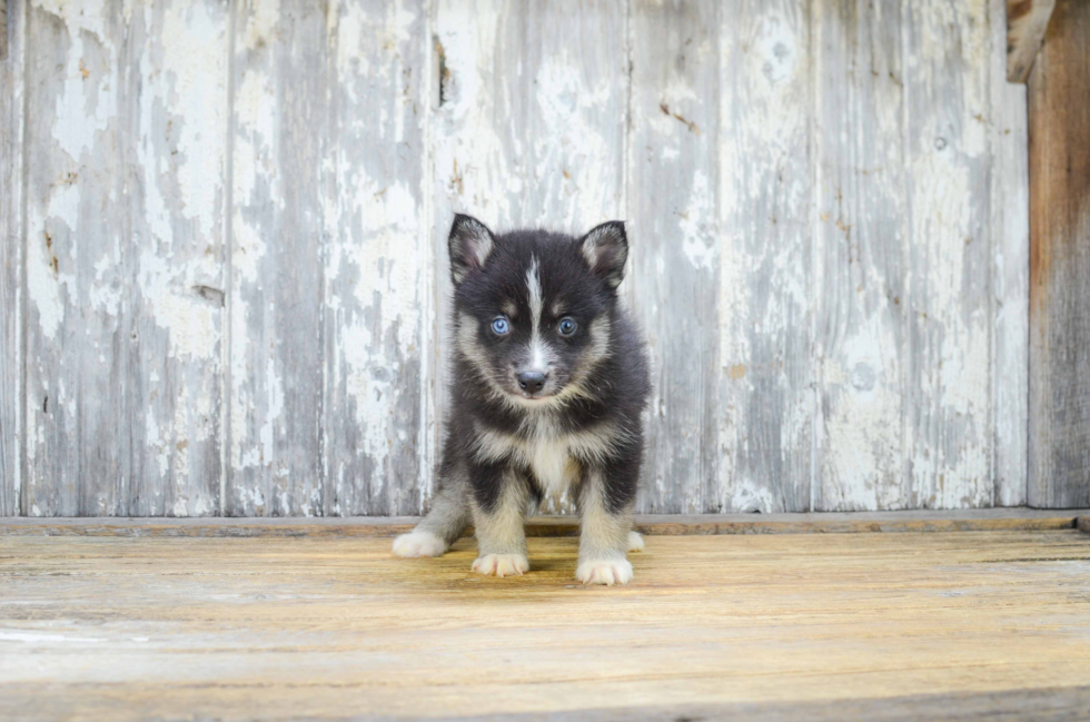 Pomsky Pup Being Cute