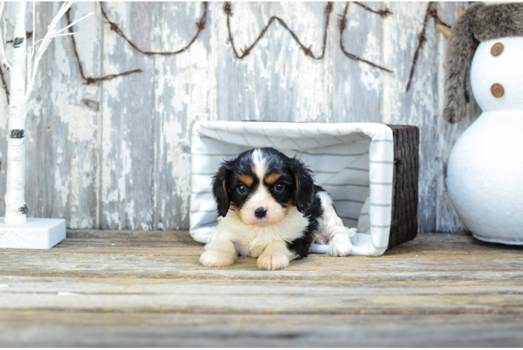 Friendly Cavalier King Charles Spaniel Baby