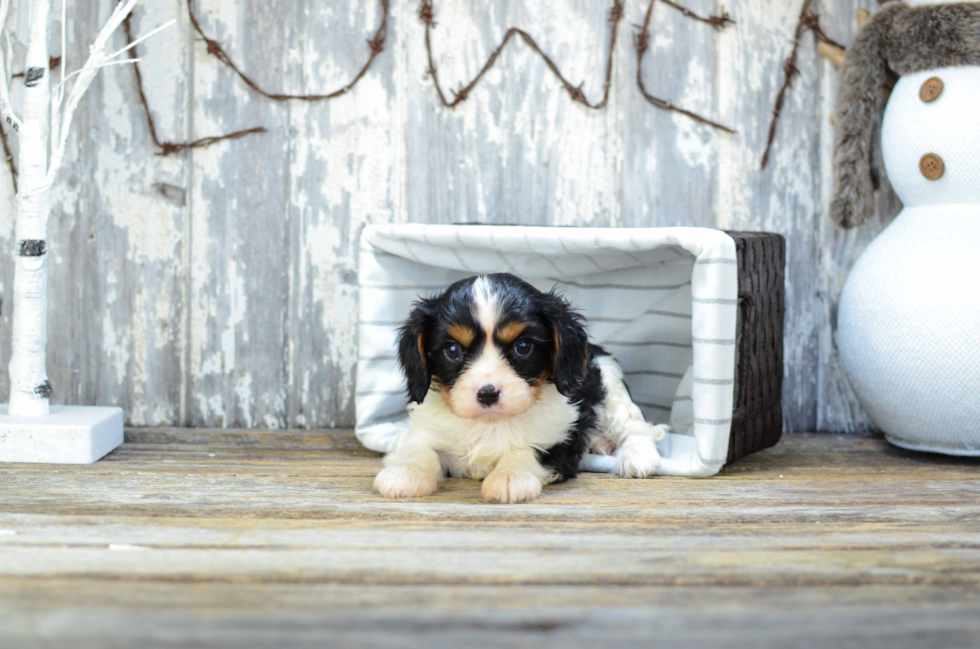 Friendly Cavalier King Charles Spaniel Baby