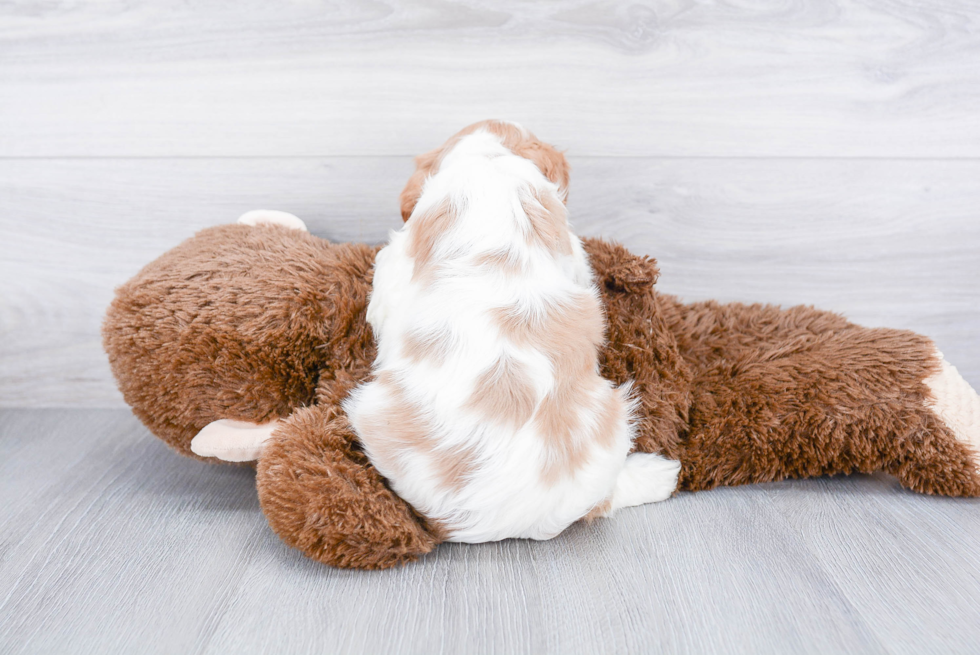 Cute Cavalier King Charles Spaniel Purebred Puppy