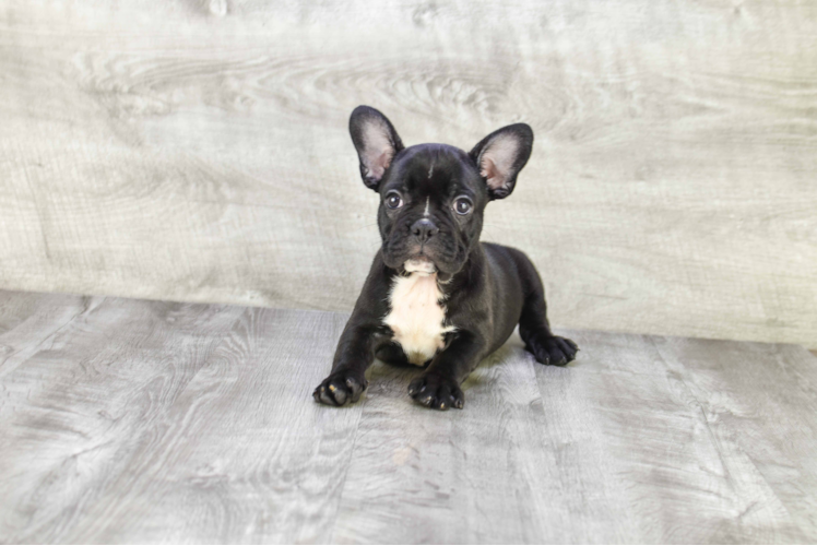 Small French Bulldog Purebred Pup