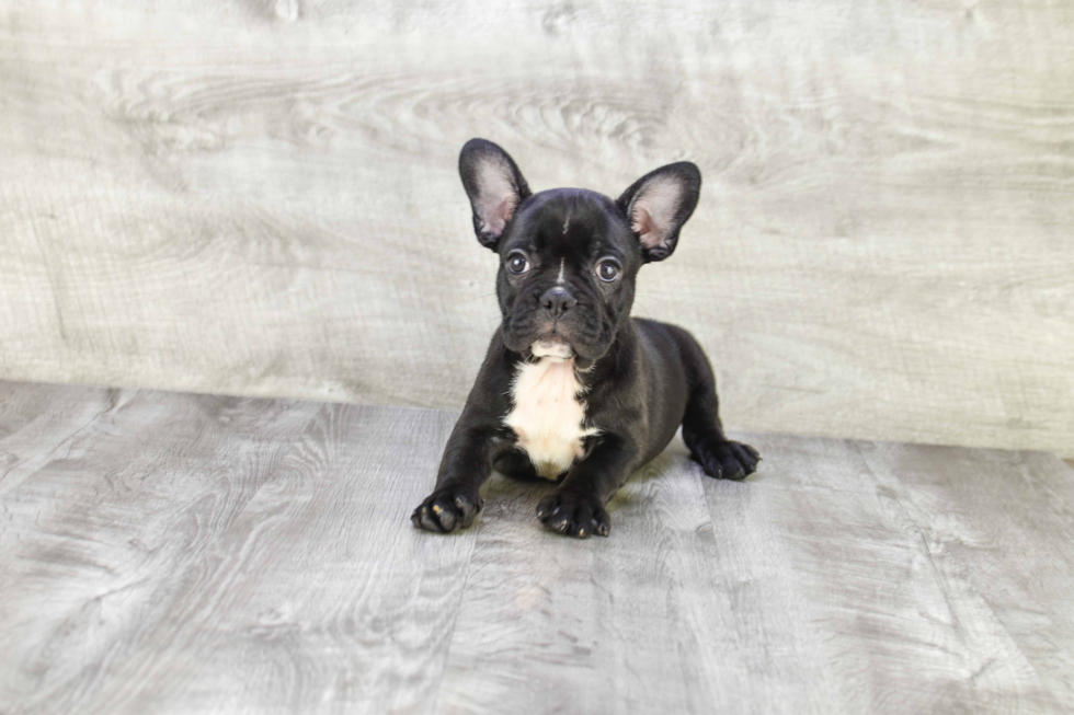 Small French Bulldog Purebred Pup