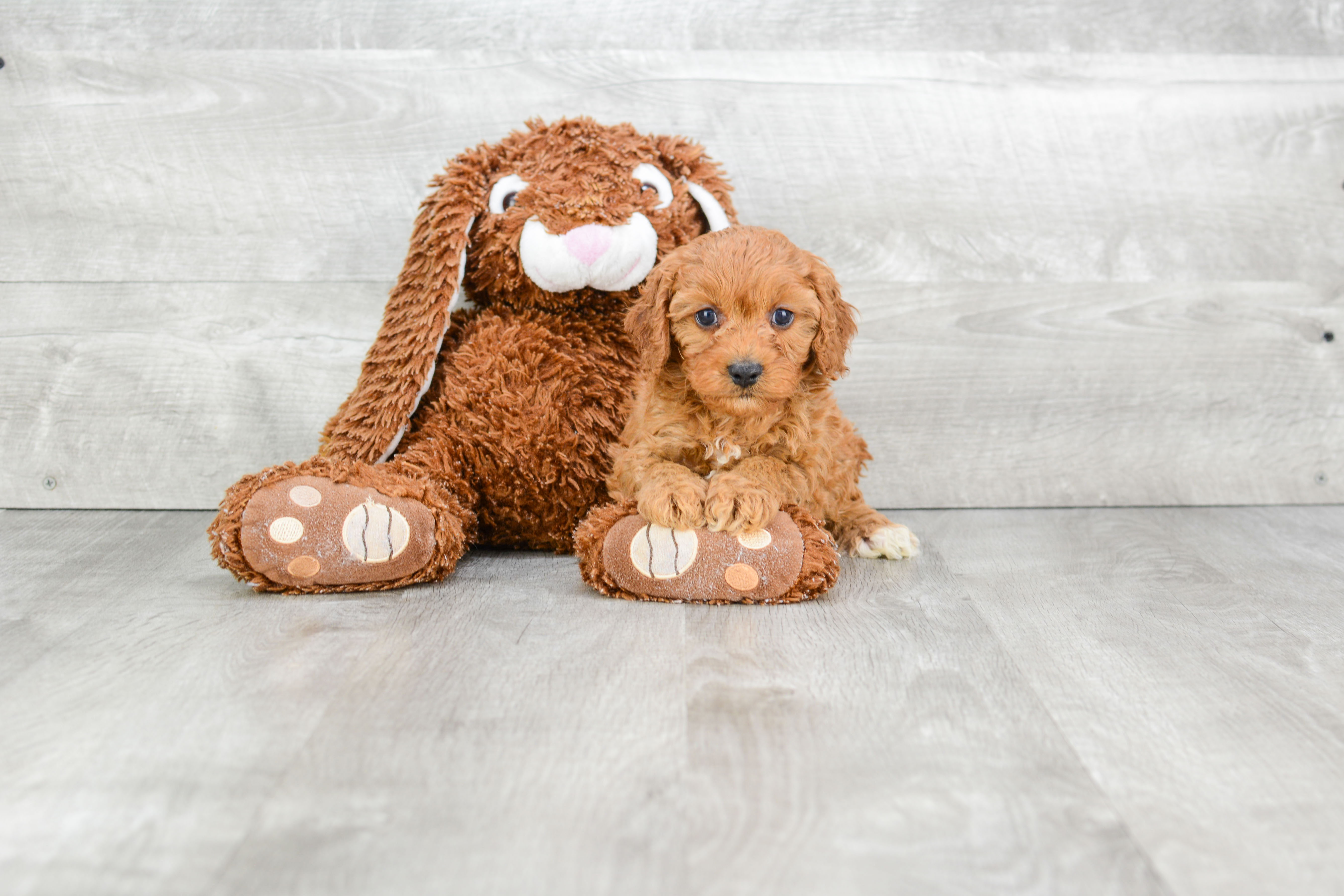 Popular Cavapoo Poodle Mix Pup